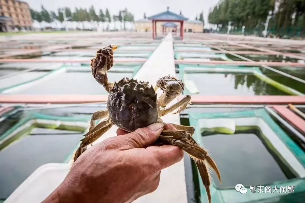 蟹束阁大闸蟹图片