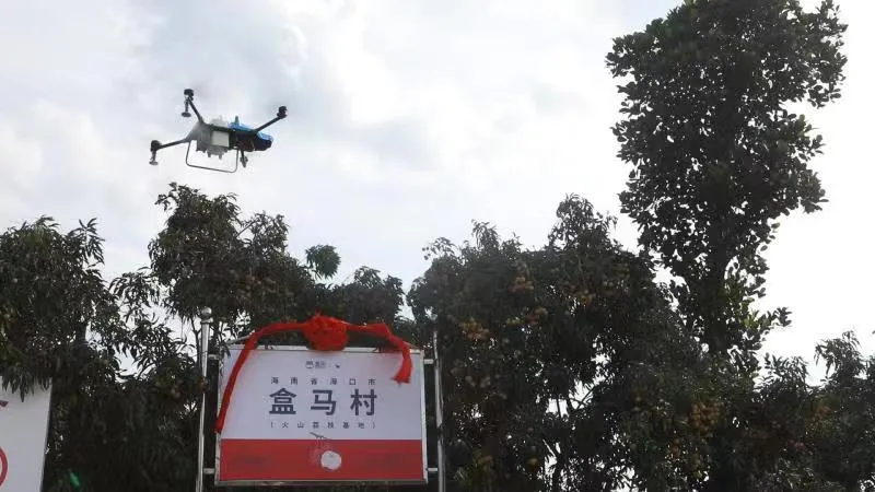 荔枝大王“圆梦”盒马村