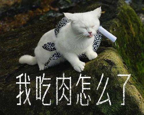 最萌“猫片”上线，看网易严选如何对话铲屎官