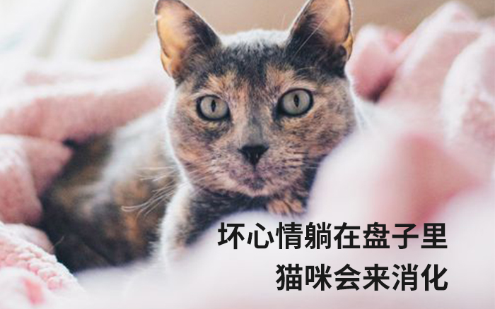 坏心情躺在盘子里，猫咪会来消化 | 文案拼图0059