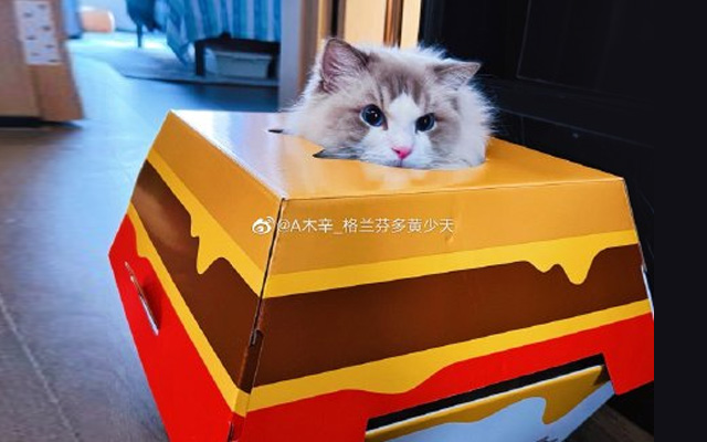 麦当劳推出汉堡猫窝周边:人要吃饱饱,猫要睡“堡堡”