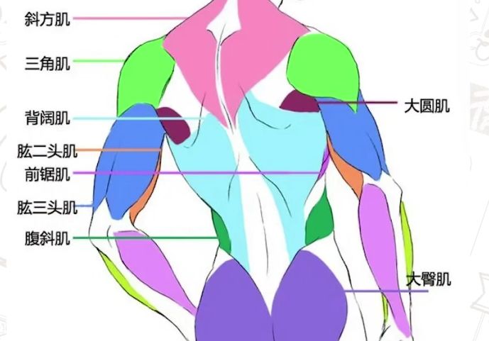 如何画人体结构？初学者人体动态结构练习