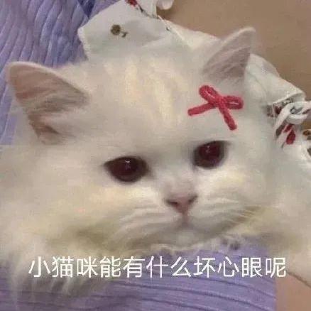 你家的猫，皮吗？