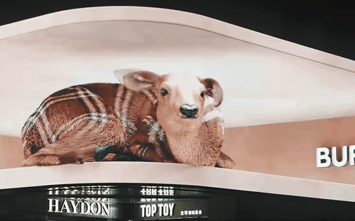 武汉、杭州上空惊现一只鹿？Burberry 3D 广告，萌化了！