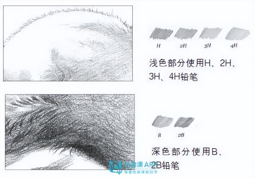 動物怎么畫？動物素描畫法教學(xué)