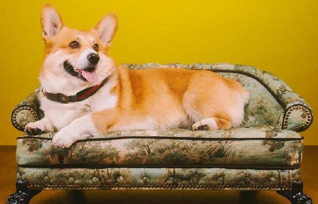 GUCCI推出宠物用品,一张床就卖7万