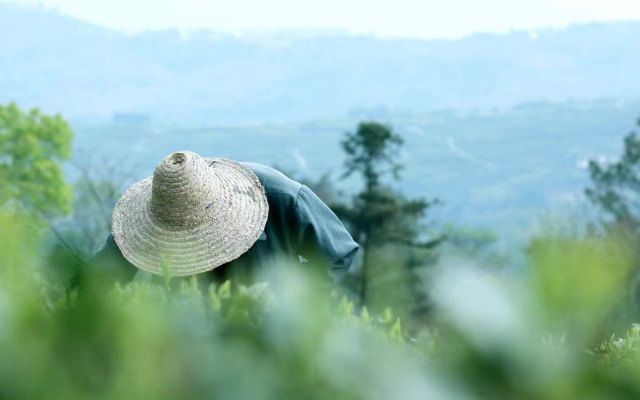 大湾头：平凡茶村的百年坚守