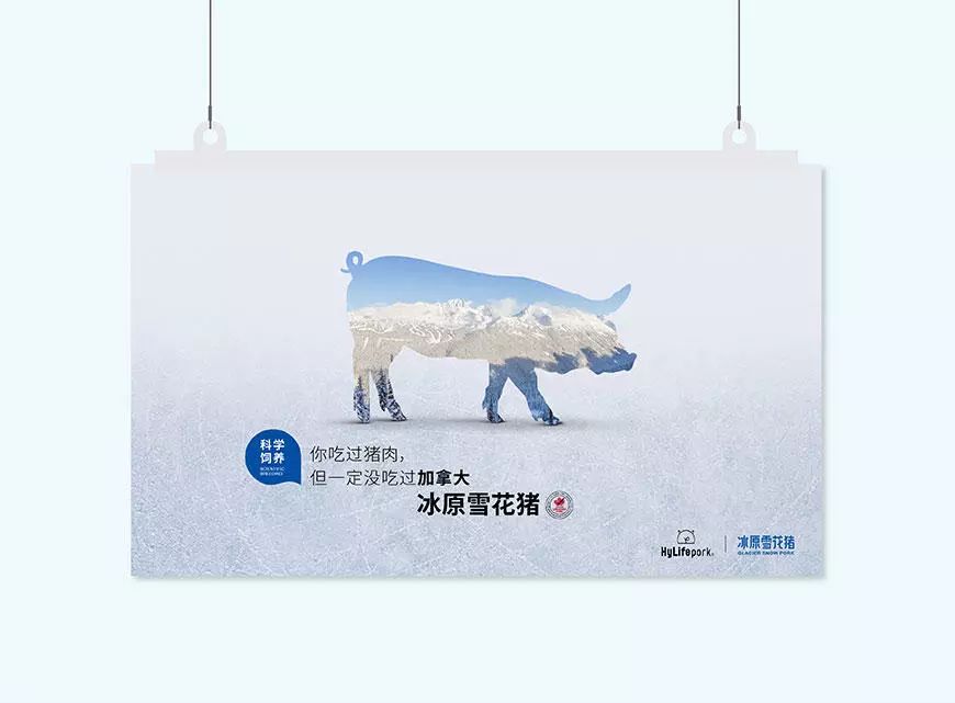 来自北美的冰原雪花猪席卷中国高端市场