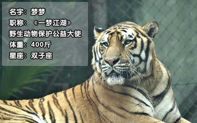 一夢江湖×深圳野生動物園：虎年公益活動，保護珍稀動物