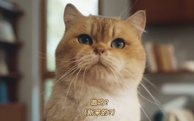 荣耀新年广告《小家伙争宠记》：猫咪和手机争宠