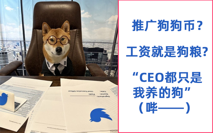 马斯克官宣Twitter下任CEO是条柴犬？网友辣评笑发财了