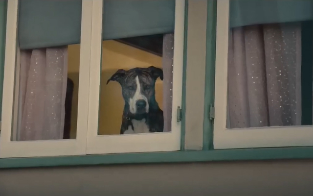 亚马逊超级碗广告出奇招，拍摄了一只小狗捣蛋的故事