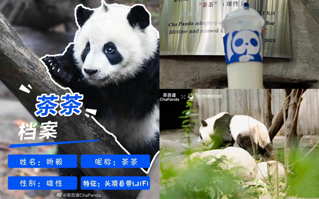 茶百道认养大熊猫,奶茶界已经卷到这种程度了?