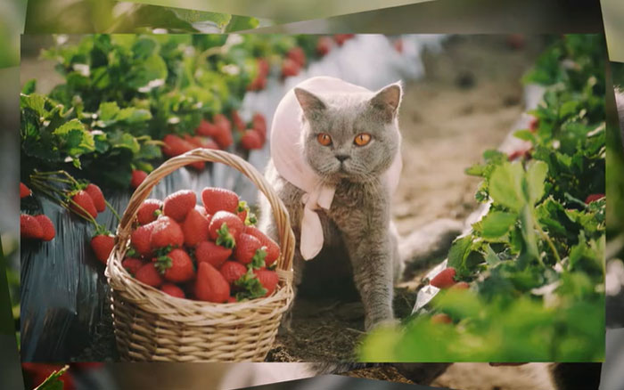 RIO微醺×天猫小黑盒：喵～荔枝和草莓的滋味，猫和你都想了解
