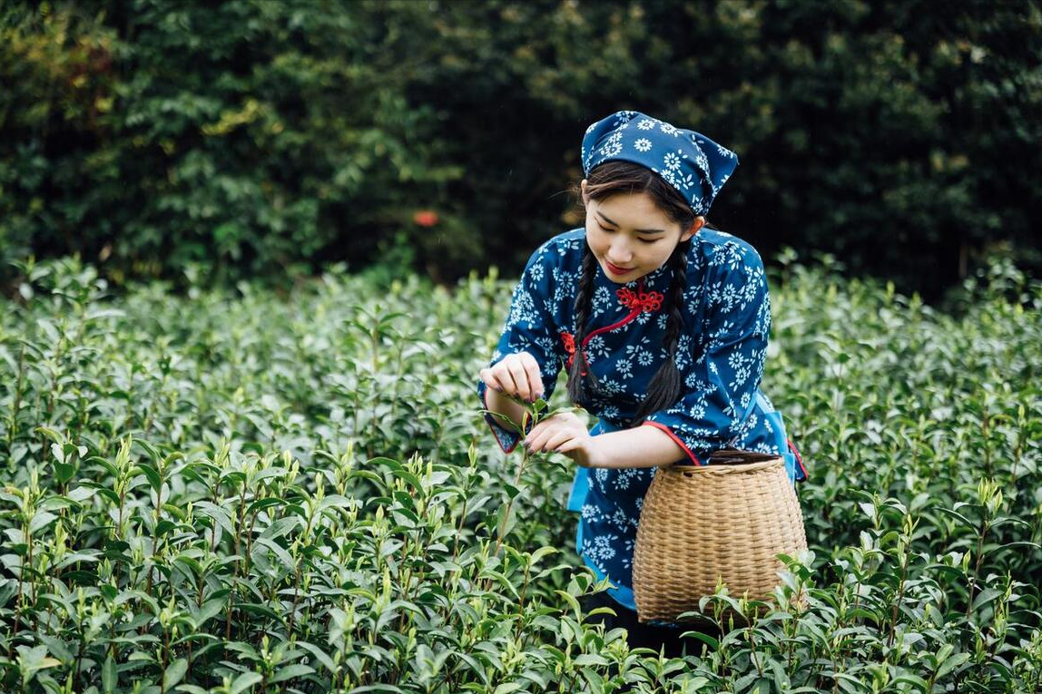 高端茶叶祛魅，澜沧古茶上市？