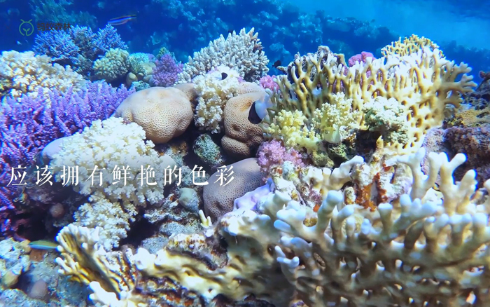 伊利×蚂蚁森林公益行动：保护珊瑚礁海域，守护神奇海洋