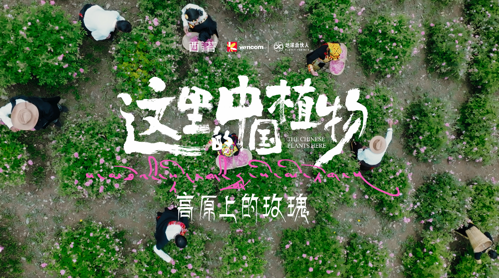 西苔：溯源中國植物，書寫ESG的全新范式
