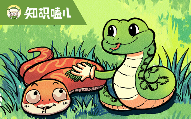 “超長蛇年”即將開啟，你對蛇了解多少？