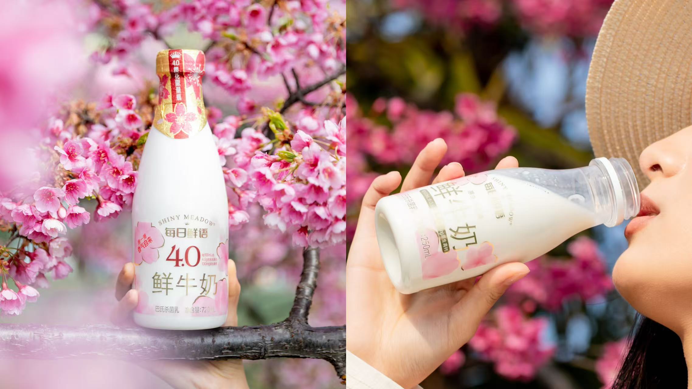 連續5年組CP火出圈，每日鮮語如何把櫻花“限定”做成“長紅”？