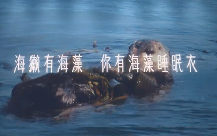 爱慕《像海獭一样睡觉》：诚邀全世界的海獭做代言人