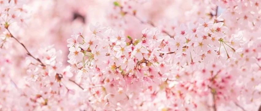 解鎖春日花花視界 | 卓特視覺視頻精選