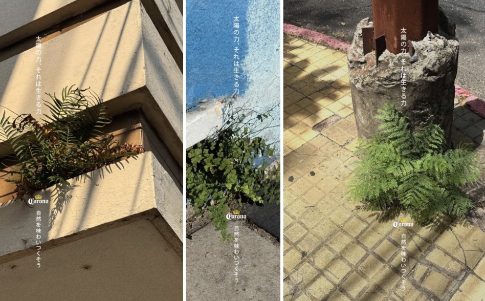 科罗娜日本：这些不可思议的植物，在夹缝里心向阳光