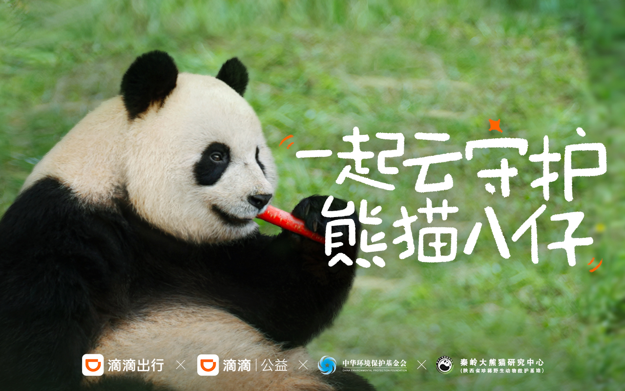 2024滴滴出行X熊貓公益項目回顧