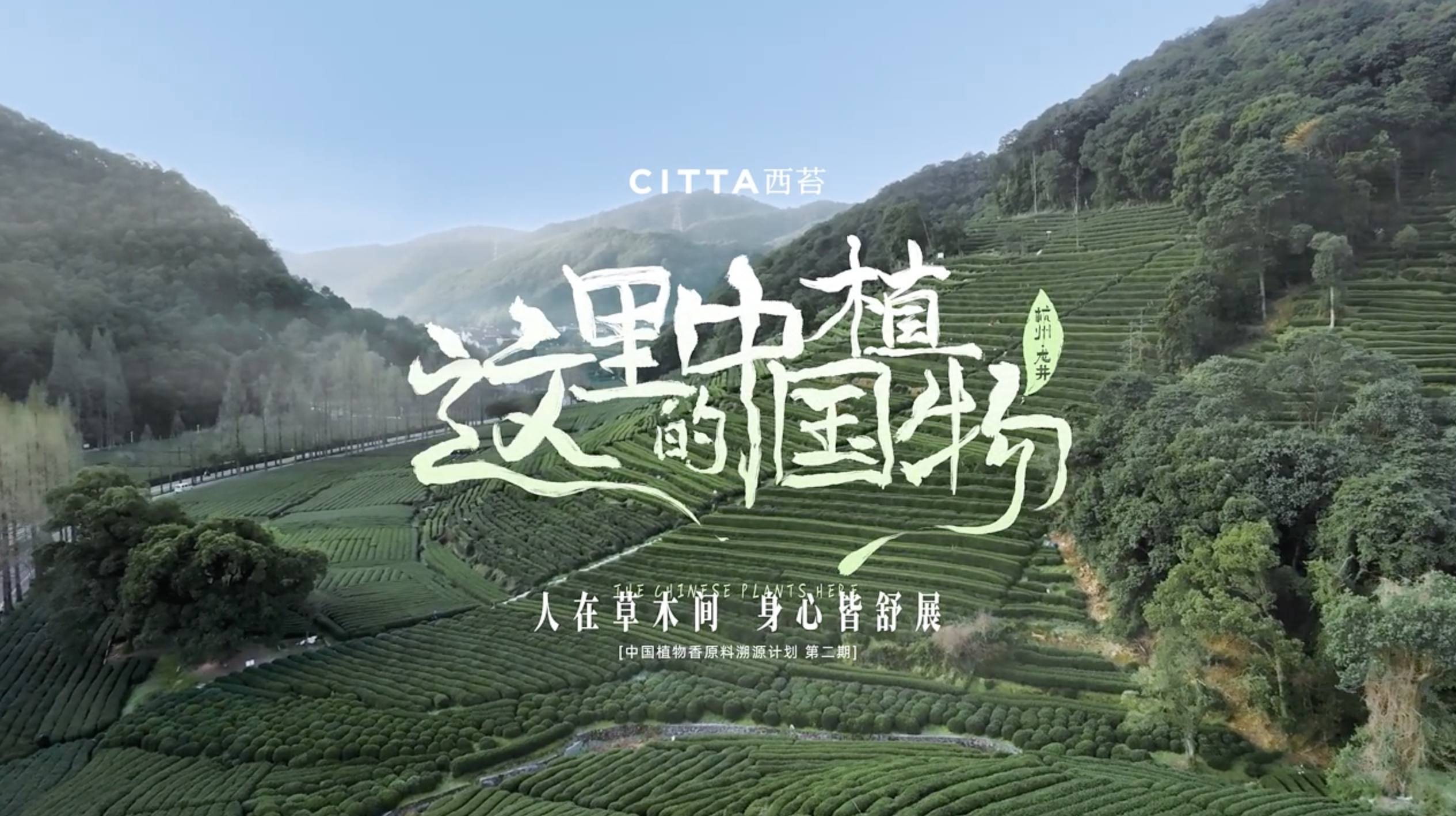 曬夢 x 西苔｜《這里的中國植物》第二季：溯源千年茶韻