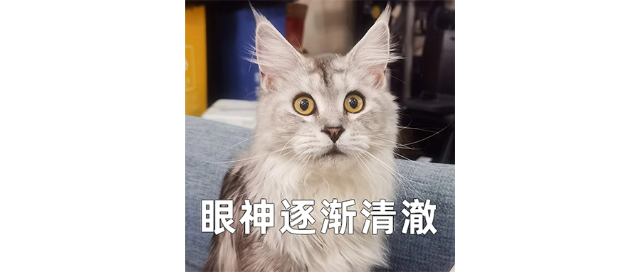 没有人比钉钉更懂爱情