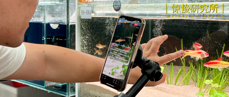 小小观赏鱼，游出400亿大市场