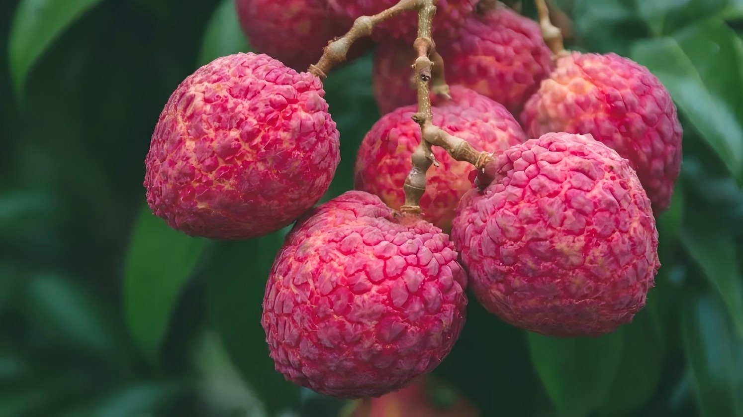 不种荔枝的日本人，凭什么把中国荔枝捧成夏日顶流？