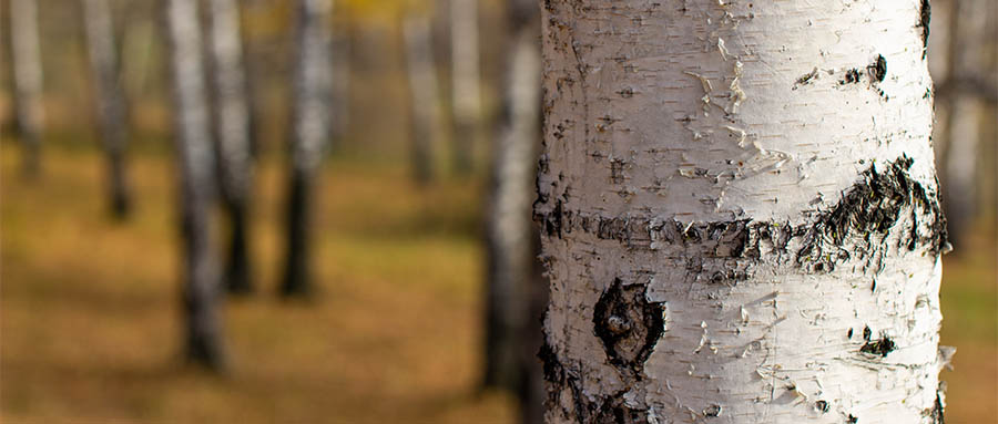 一瓶白桦树汁，半瓶智商税？