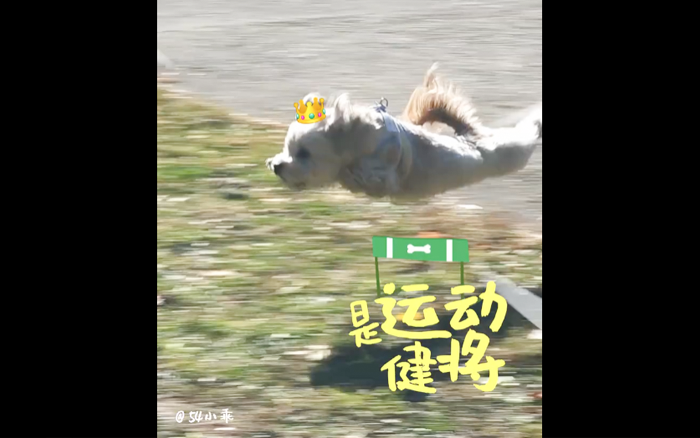 帕特9周年：每个毛孩子，都是独一无二的隐藏款