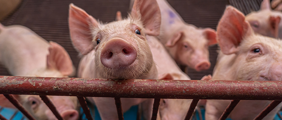 《浪浪山小妖怪》，看的我抓耳挠腮