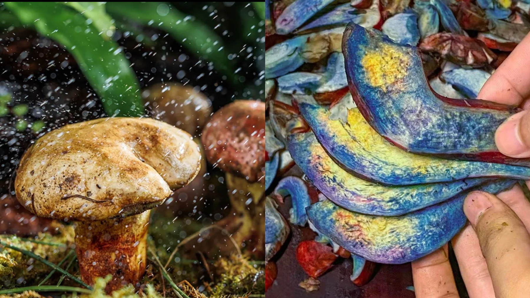 4天全网断货！二手价格翻4倍！伊利、山姆怎么都盯上了云南新“顶流”？