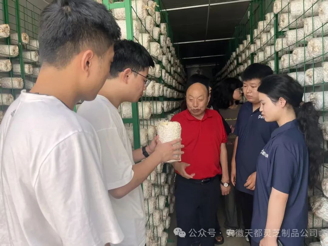 蘑菇大王丁伦保组织安徽财贸学院学生到蘑菇基地开展暑期实践