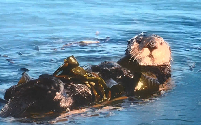 爱慕：像海獭一样睡觉