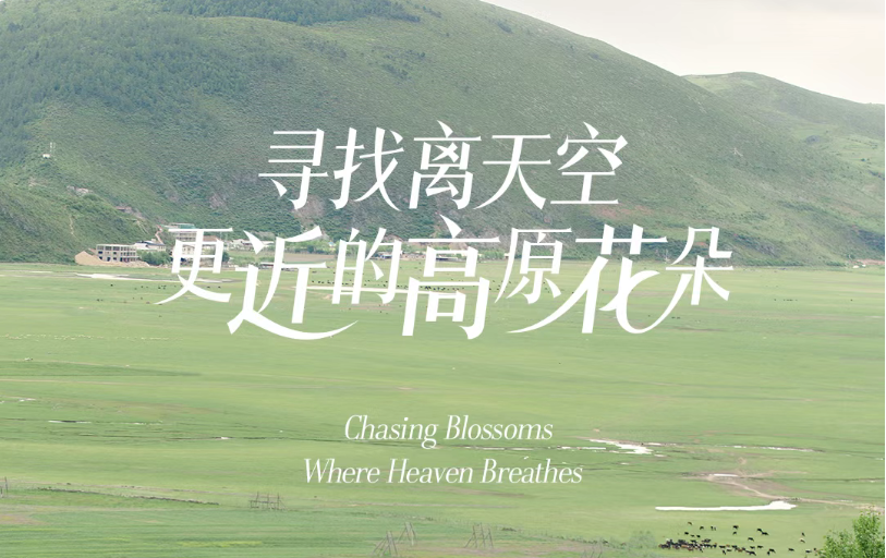 稀物集·高原珍稀植物自然公益｜寻找离天空更近的高原花朵