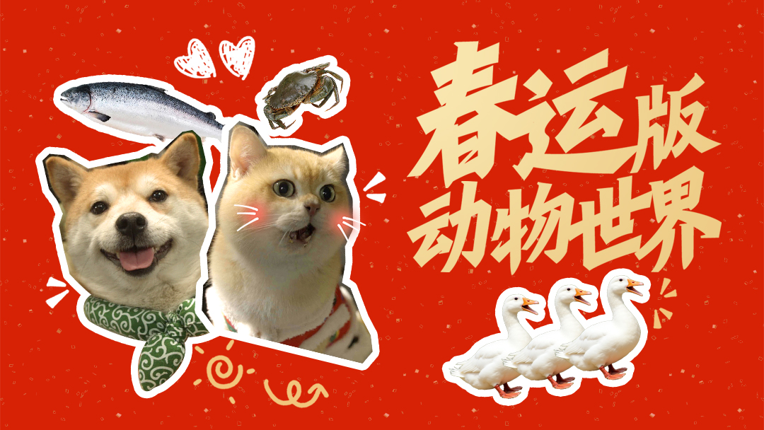 高德地图：春运路上，不止人类在奔波