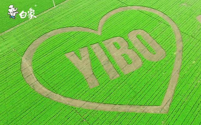 白象香菜面×王一博：一颗香菜心的双向奔赴