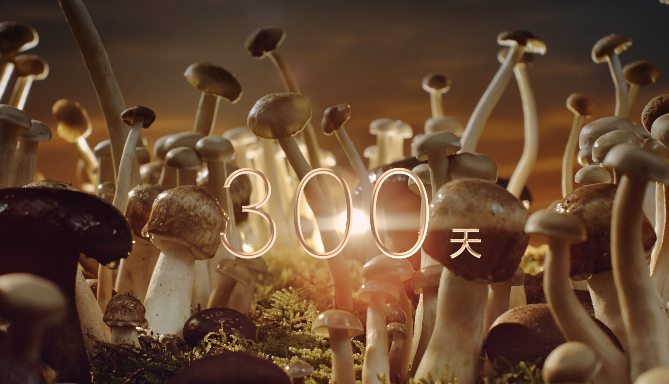 海底捞新品上市：浓浓浓菌汤锅——浓的秘密