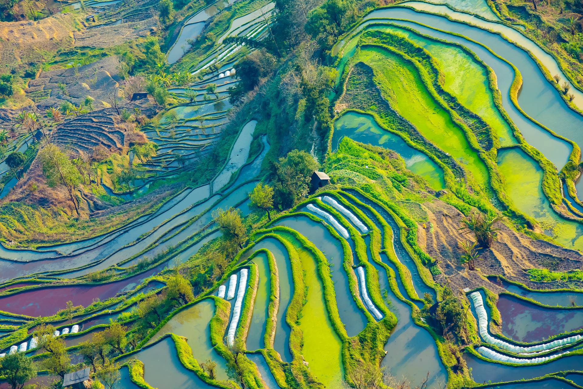 在猪圈写代码、在梨园开直播，拼多多“农业宇宙”里的新农人群像