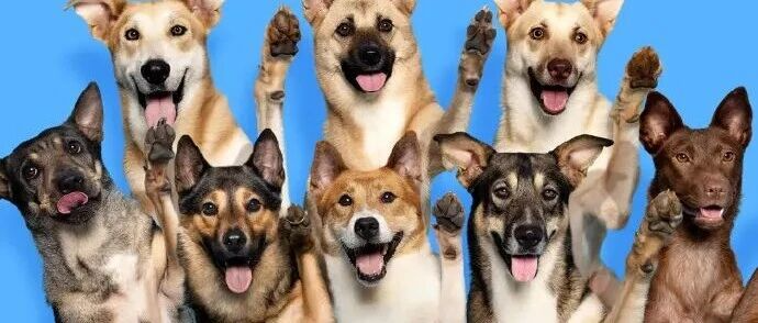 帮助流浪狗“上岸”？名创优品这活动太暖了！