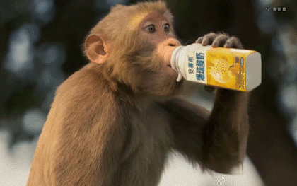 安慕希的野生代言人：豹猴鹤