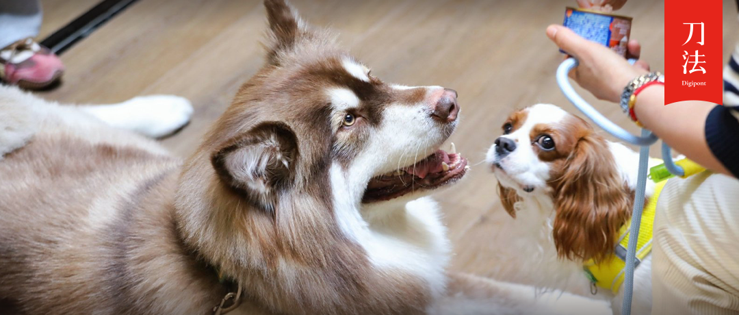 “主子”开心、钱包甘心，千亿宠物经济如何从高速增长转向精细化运营？​​ | 刀法x任拓宠物闭门会