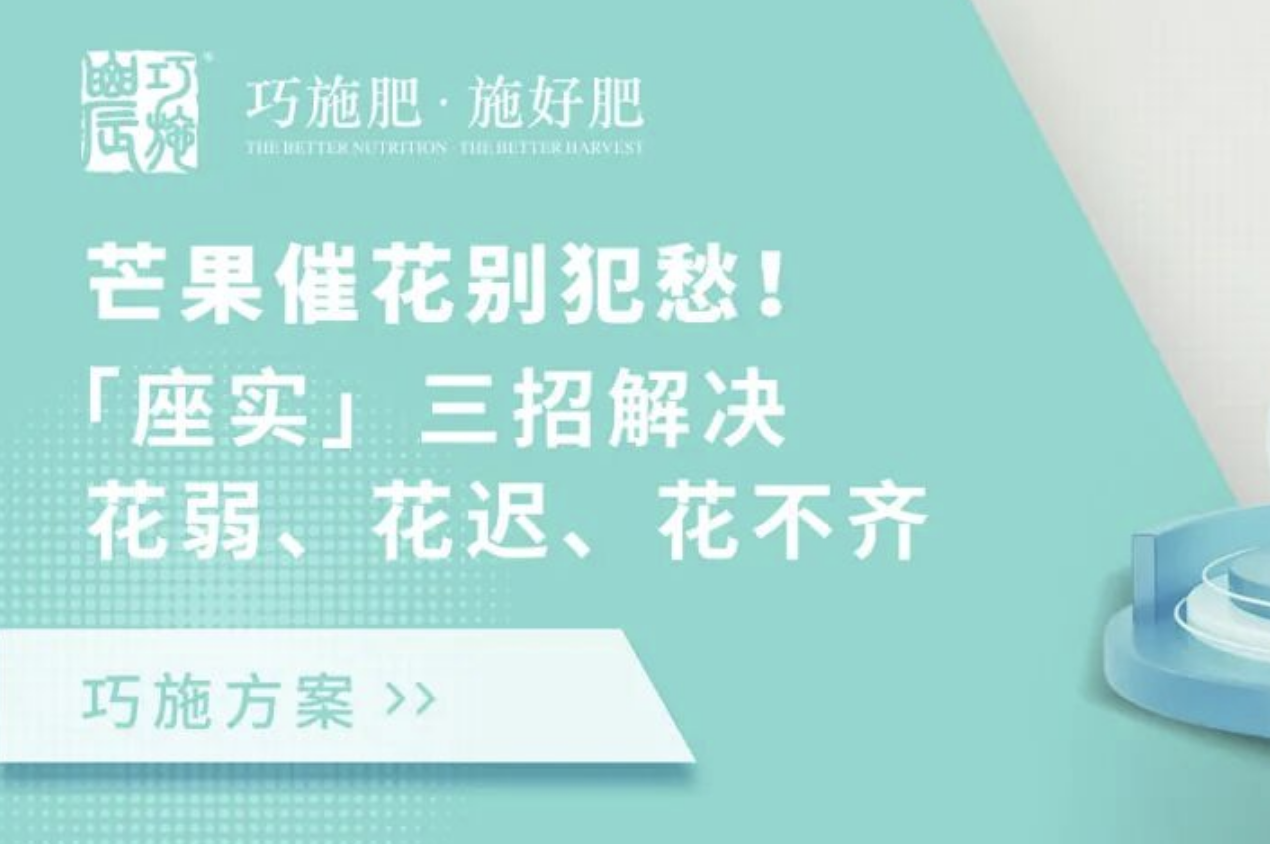 【巧施方案】芒果催花别犯愁！“座实”三招解决花弱、花迟、花不齐