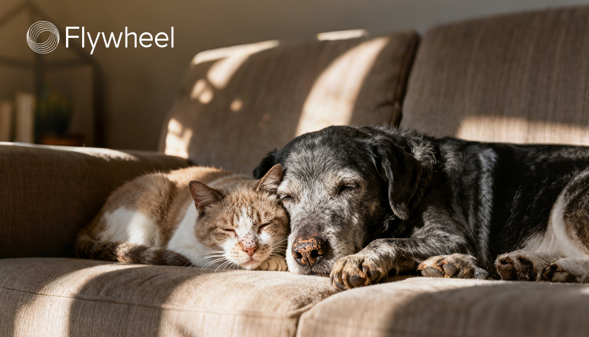 当毛孩子开始老去：3000万老年宠物的照护困境与市场蓝海