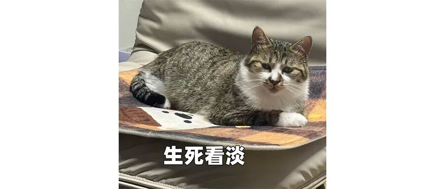 不管《镖人》好不好，我都心疼吴京的腰