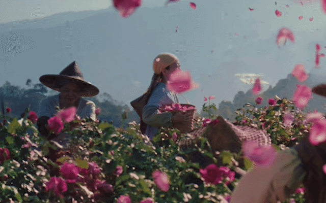 星巴克「玫瑰20」：花与花农，高定为你