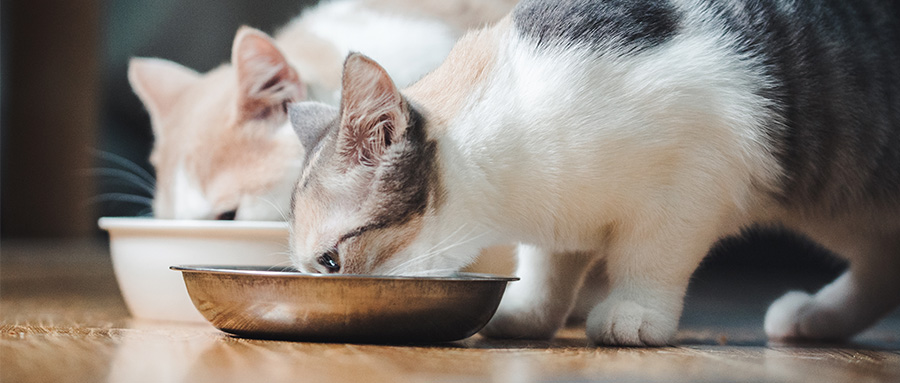 家里的貓貓狗狗也能喝上茅臺(tái)了？